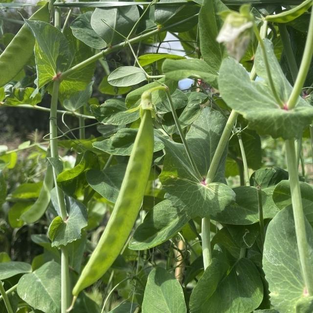 扁豆怎么种才能高产？扁豆种植的时间安排是什么？