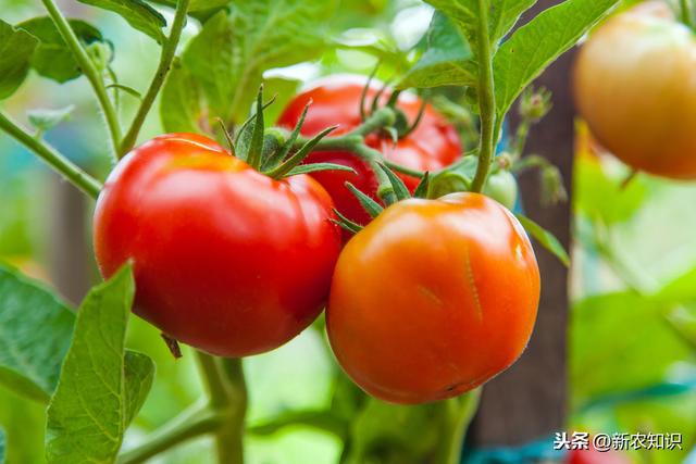 详细介绍大棚番茄高产、高品质种植技术，农户可以学一下