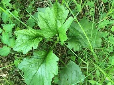 一年蓬，别名治疟草、千层塔