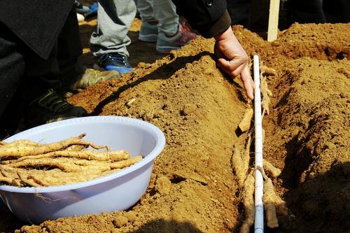 山药种植方案，从选择品种到病虫害防治，建议收藏