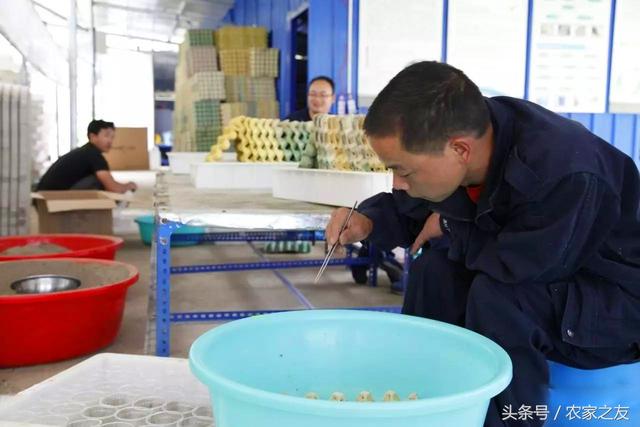 七百弄里的“毒”门武器 大化建成广西最大规模蝎子养殖试验基地