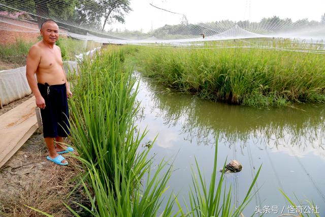 乡村新事：农民稻田养青蛙，水下养泥鳅，亩产过万元