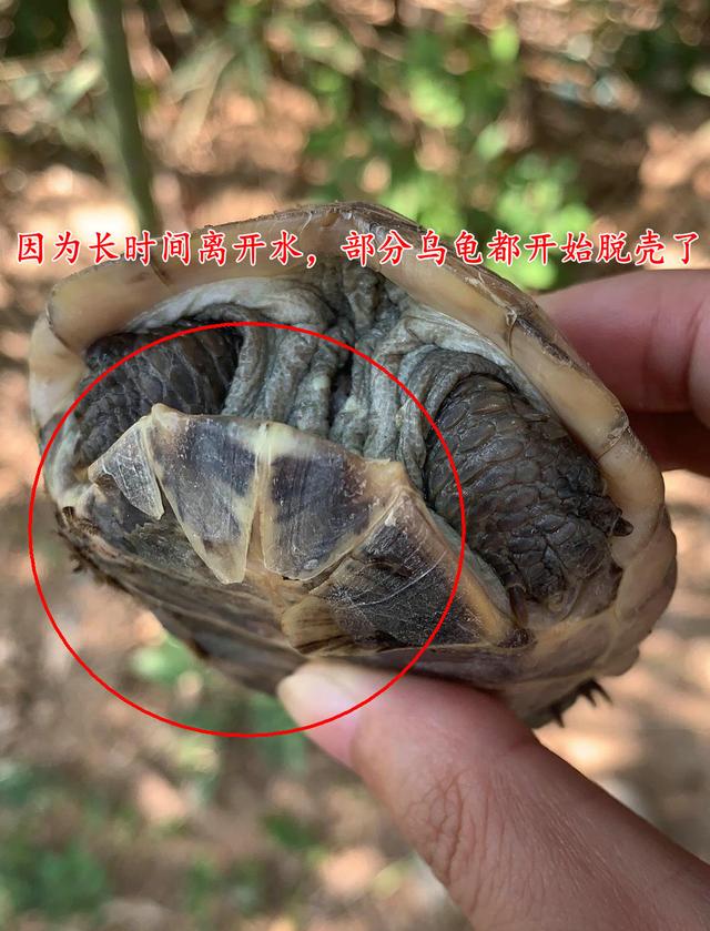 陆龟？广州一小山上乌龟乱爬，路过的钓鱼人：捡了好多