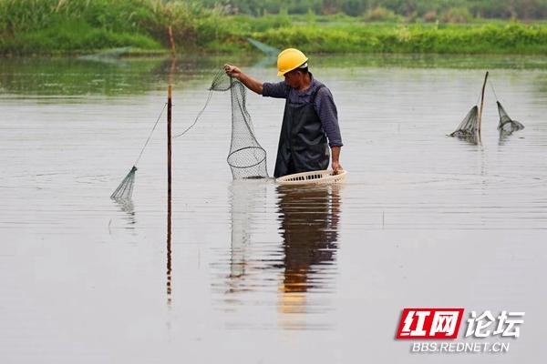 涨知识了！看小龙虾是怎样一步步从养殖场走上餐桌