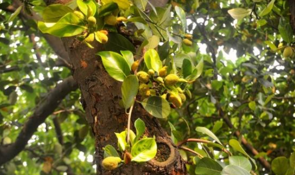 菠萝蜜怎么样种植好呢？这样种植可以得到优质的果实，学到了吗