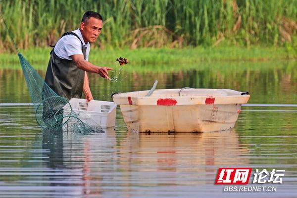 涨知识了！看小龙虾是怎样一步步从养殖场走上餐桌