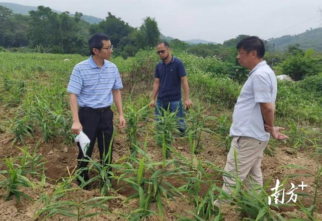 省农科院科技特派员团队助力汕尾河东镇大屯村生姜种植