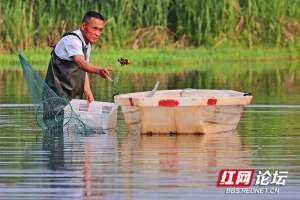 龙虾养殖过程(涨知识了看小龙虾是怎样一步步从养殖场走上餐桌)