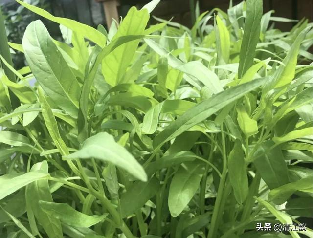 3月精细蔬菜种植有哪些优质丰产品种？以“早熟，好吃好卖”为主