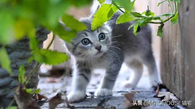 会让猫产生正面反馈的植物