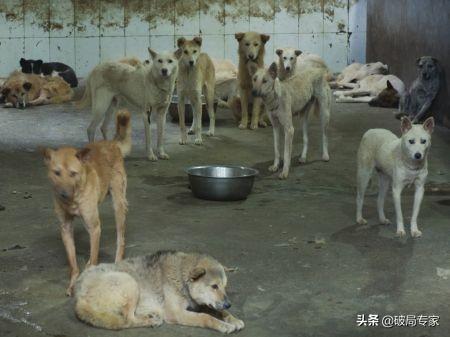 养殖肉狗赚钱非常容易