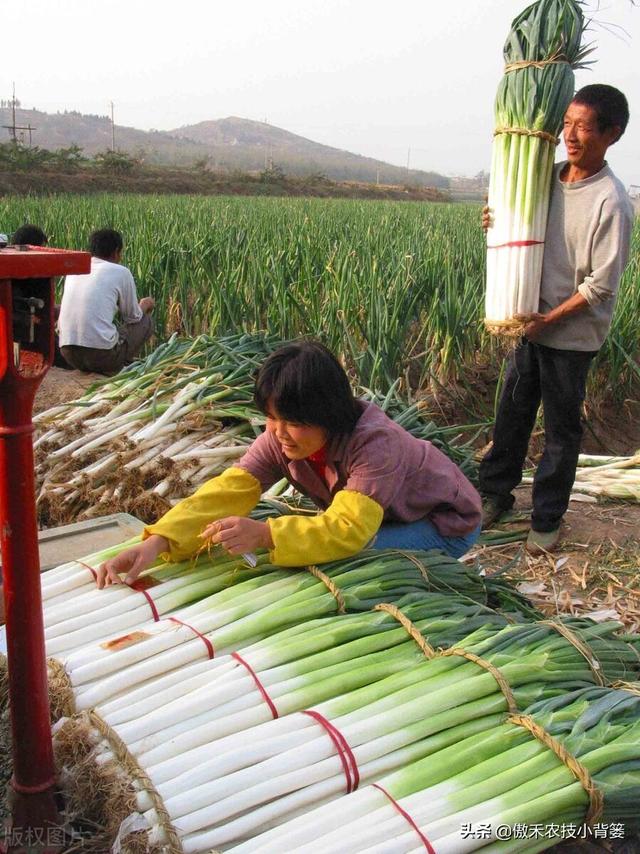 秋季种植大葱，如何栽种管理才能让大葱长势更好、产量更高？