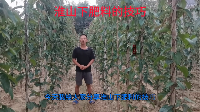 淮山种植和管理的技术和方法——一次性下足肥料的方法