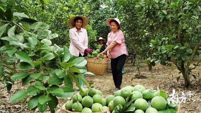 南方日报｜从走出国门的网红特产化橘红，看化州“三农”成效