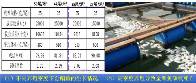 网箱养殖金鲳鱼前景怎么样？想要高产高效，科学养殖是关键