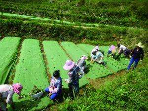 雅安白芨种植基地(布局扶贫“点线面” 党建引领见成效)