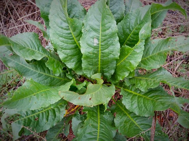 认识农村4种常见植物，它们有什么价值和作用，很多人还不知道