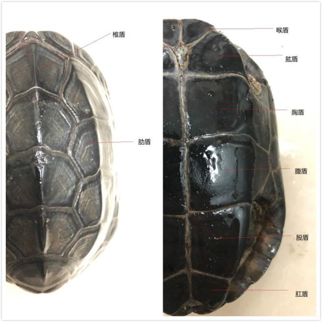 再说草龟的饲养，新手入门向