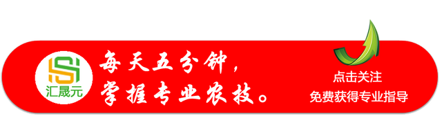 四九菜心怎么种？方法正确才能省力高产