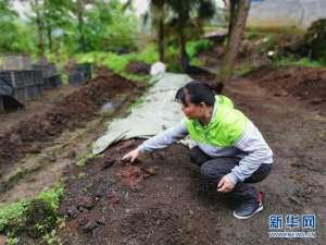 贵州蚯蚓养殖(肉牛、蚯蚓与肥料——记贵州一个贫困山村的循环农业)