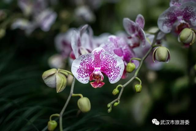 你见过巧克力味的兰花吗？去武汉植物园热带兰花展上闻一闻！