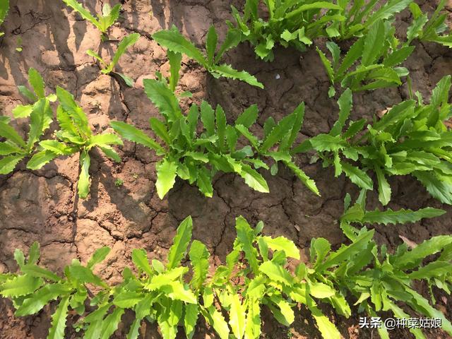 白露种叶菜，不妨试试这5种，种植简单又耐寒，别老种菠菜香菜了