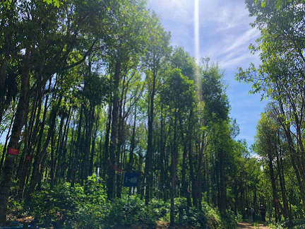 天然氧吧屯昌沉香基地：走进真实的海南沉香