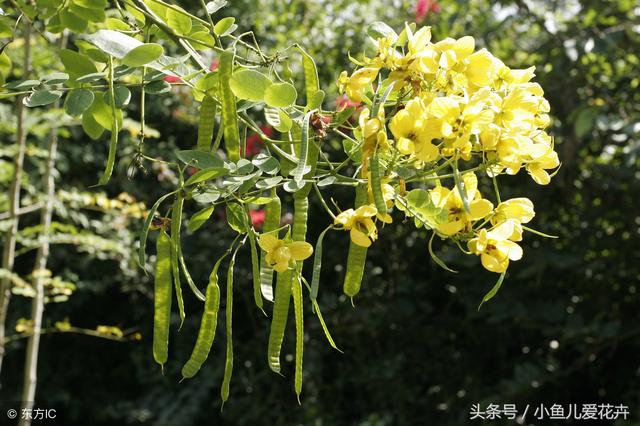 十几种花一年四季都可以种植，有水就能活，净化空气还能招财