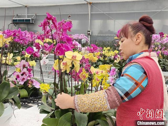 （新春走基层）台农扎根漳州种蝴蝶兰：年宵花市旺