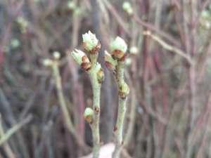 野生蓝莓和种植蓝莓(蓝莓园套种西瓜，增产增收好处多，但这4个因素要考虑充分)