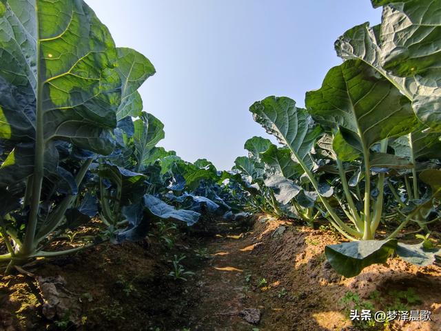 湖北云梦：菜园种成了“花园”