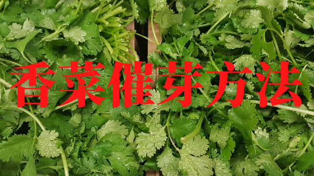 香菜催芽方法：彻底解决香菜发芽慢，不易出苗的问题