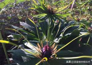 重楼种植失败(重楼常见病害——根腐病和叶茎腐病)