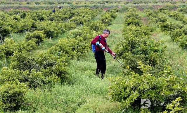 天冬药材跨越千年，助力东兴区收获幸福生活