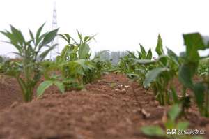 白木种植技术(农民种植中药材，田间管理繁琐，稍有不慎就会影响产量)