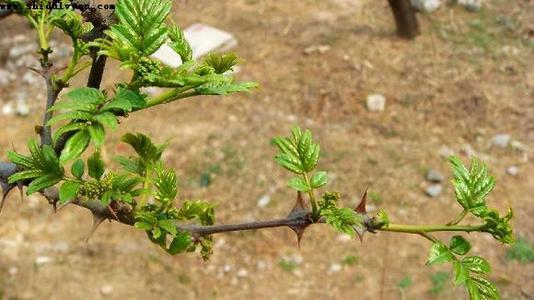 花椒芽如何种植？这几个技术要点要掌握