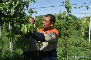 水蜜桃的种植技术(安徽农民种植20亩桃子，顾客来了往外赶，靠3招赚得盆满钵满)