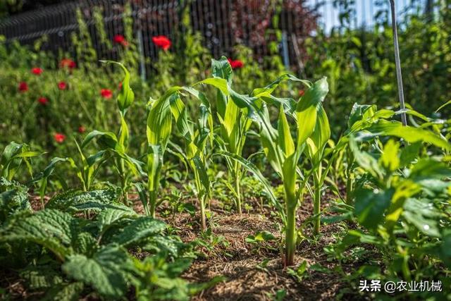 美国玉米种植面积翻了一番，但仍落后于五年平均水平