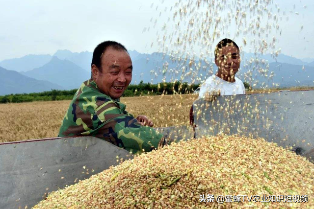 小麦种植经验：小麦的正确管理，助你年年高产