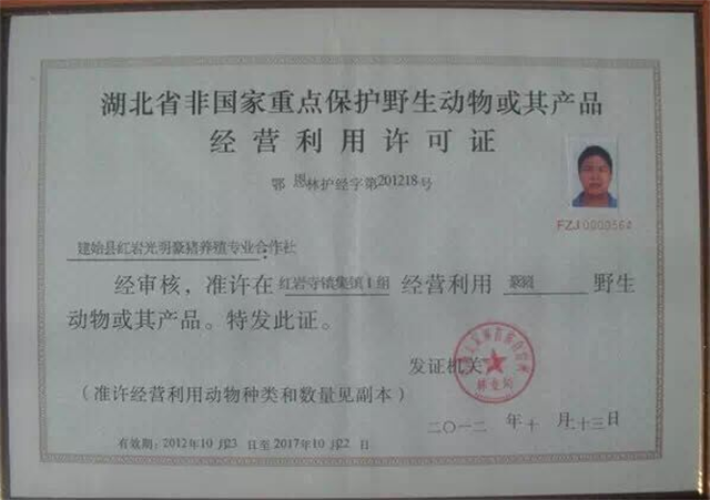 2010年，湖北小伙放弃高薪，返乡养豪猪，年入200多万羡煞旁人