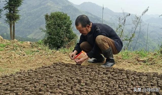 野鸡盯上新长出的玉米苗咋办？农村人3招解决，方法值得学习