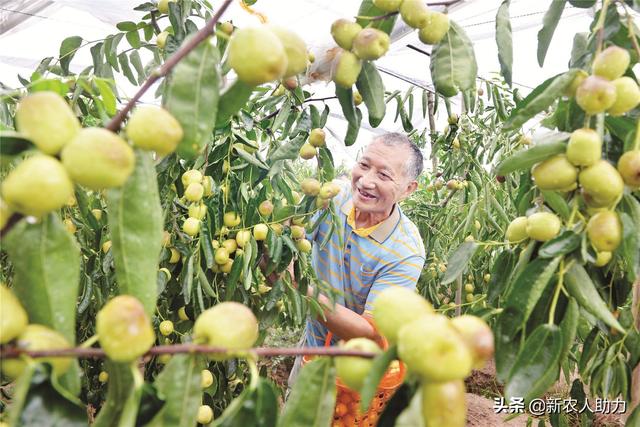 冬枣什么时间种植，冬枣高产管理技术！听听老农的经验，受益匪浅