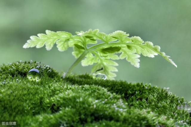 怎样在兰花盆面养好苔藓？几点建议送给你