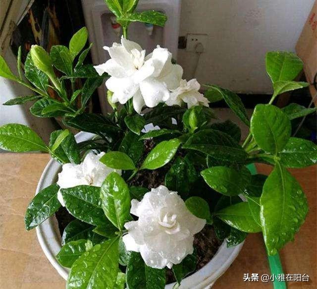 要养栀子花，一个枝条泡水里，10几天就长根，一年开花爆盆