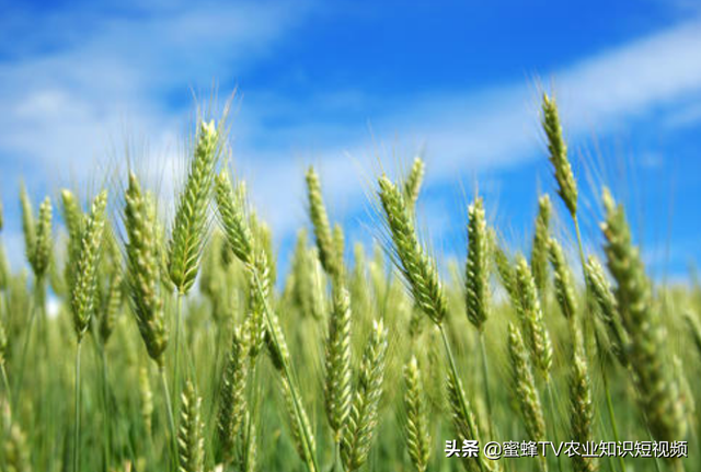 小麦种植经验：小麦的正确管理，助你年年高产