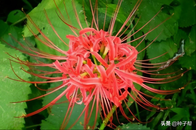 红花石蒜就是彼岸花吗？花朵极为奇特的花卉植物，栽培技术介绍