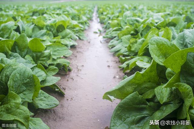  菠菜四季都可种植，掌握好这些播种管理要点，高产优收少不了