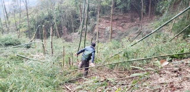 乡村振兴土地整理及中药何首乌的种植技术分享