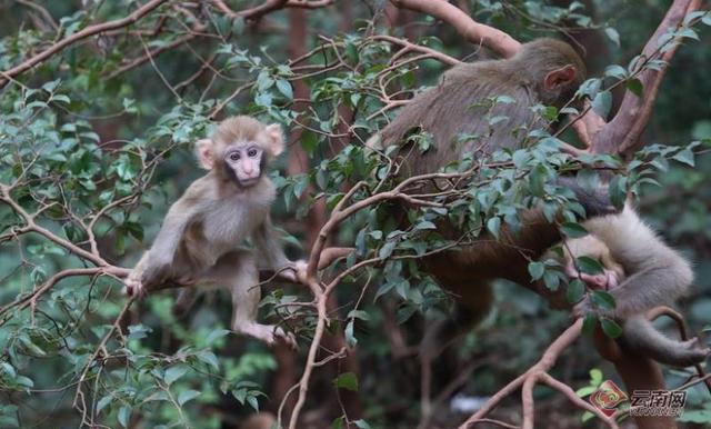 「高清组图」生物多样之美成为宾川鸡足山的“生态名片”