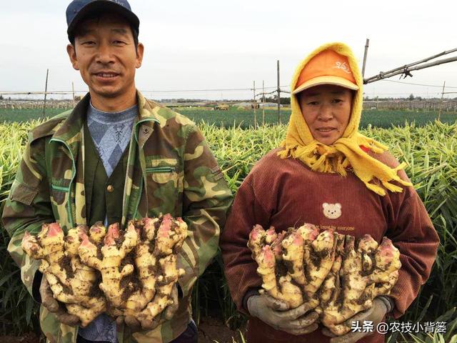 生姜培土高产优收：何时培土？培几次土？培多深？培土有技巧吗？